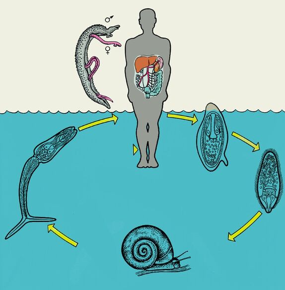 Diagrama do ciclo de vida de Schistosoma
