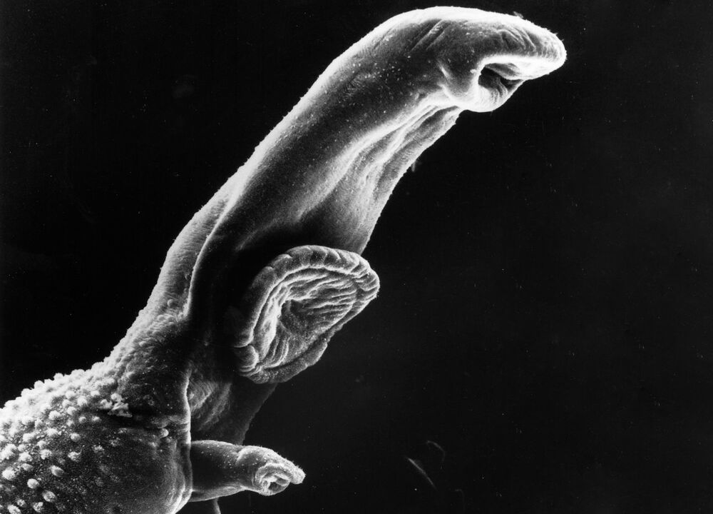 O Schistosoma é un parasito cuxo ciclo vital require un hóspede intermedio. 