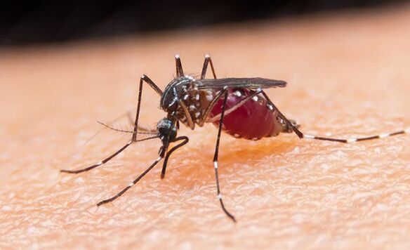 o mosquito é o portador de parasitos protozoo e malaria