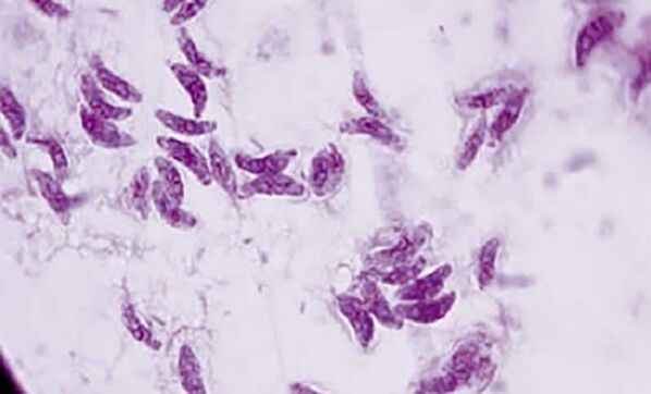 parasito protozoario toxoplasma gondii o axente causante da toxoplasmose