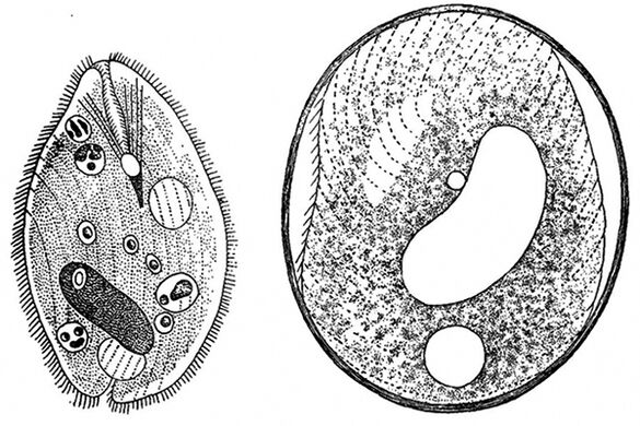 parasitos protozoarios de balantidia