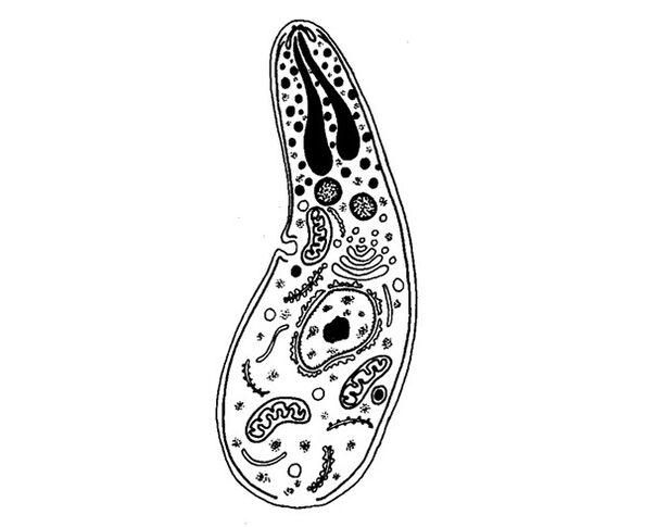 parasitos protozoarios