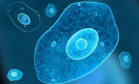 protozoos parasitos disentería ameba